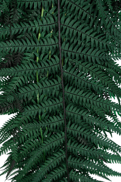 Feriga conservata H50-60 cm verde inchis