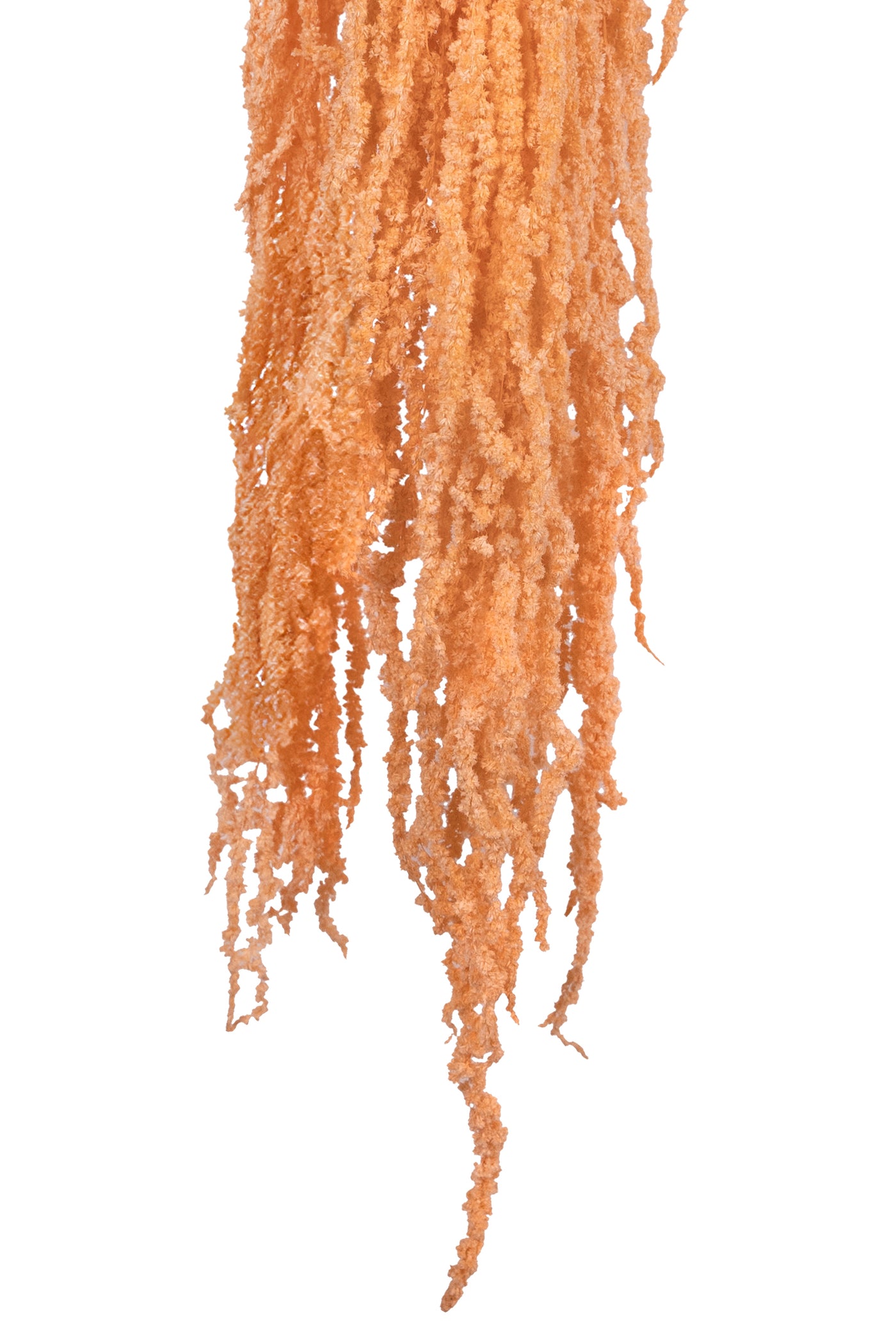 Crenguta conservata de Amaranthus H70-80 cm piersica