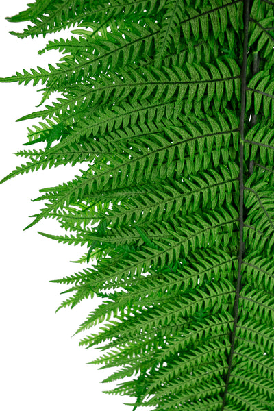 Feriga conservata H50-60 cm verde