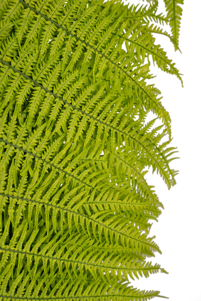 Feriga conservata H50-60 cm verde deschis