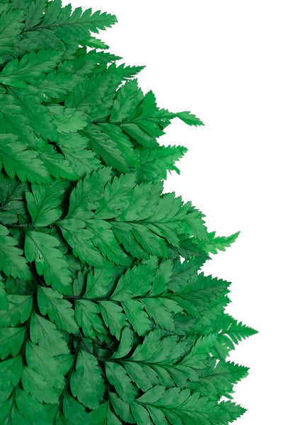 Feriga conservata H30-40 cm verde