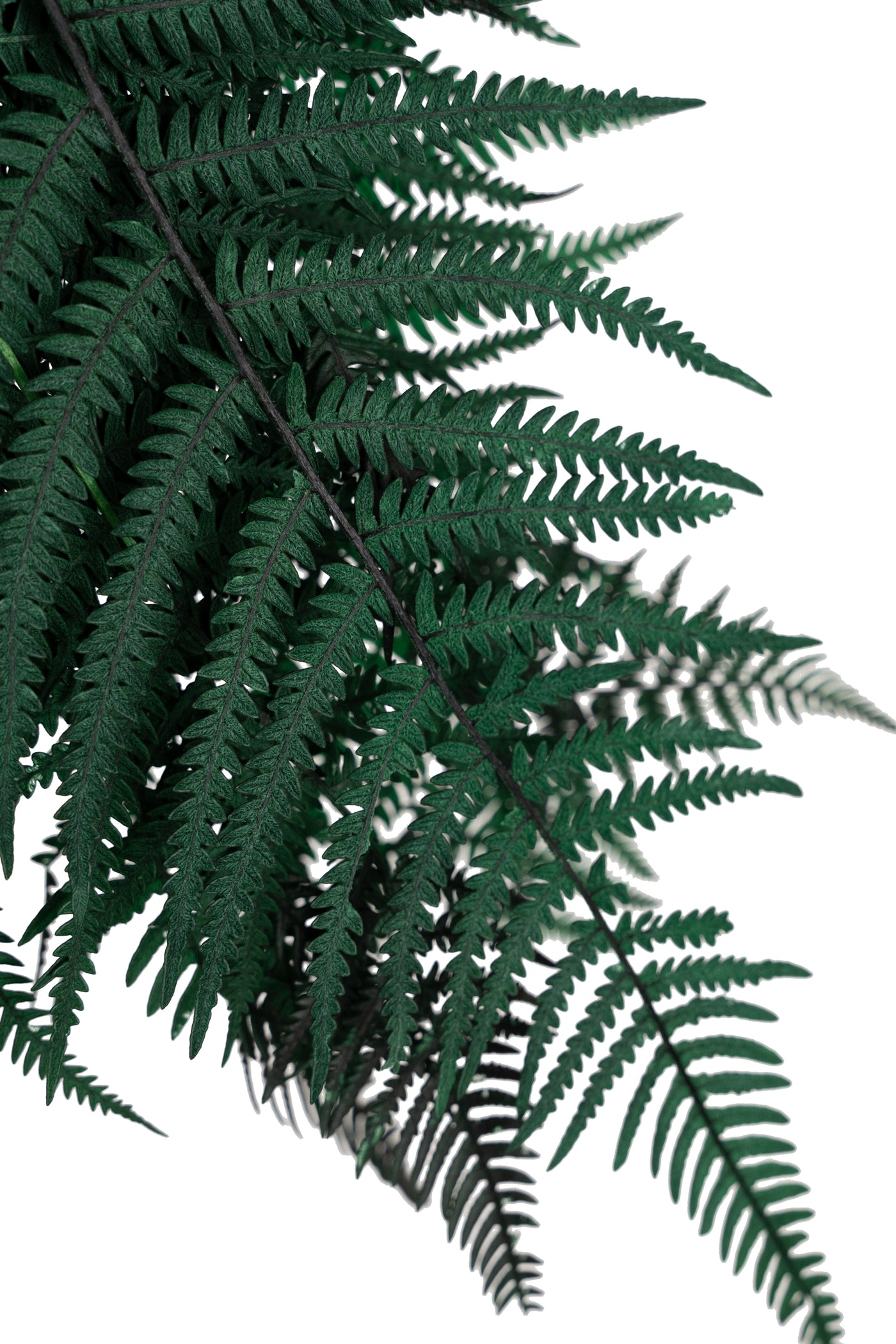 Feriga conservata H50-60 cm verde inchis