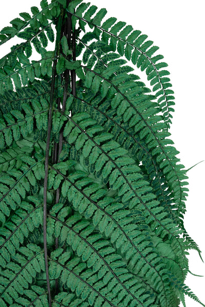 Feriga conservata H60-70 cm verde inchis