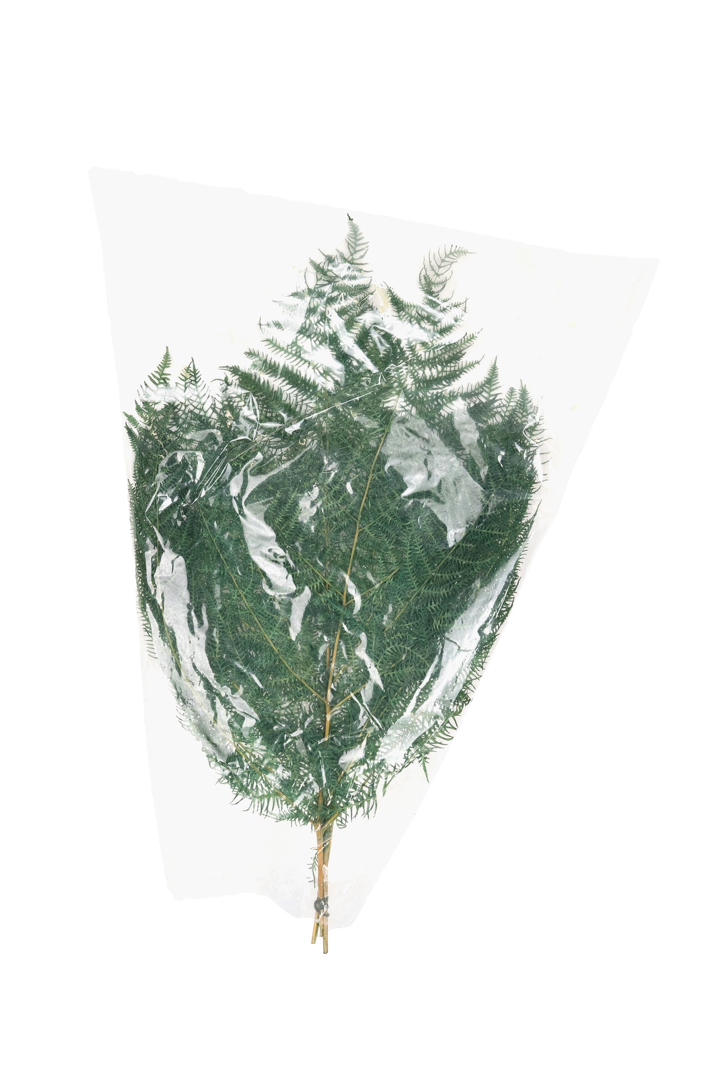 Frunze conservate de feriga H40-50 cm. verde deschis