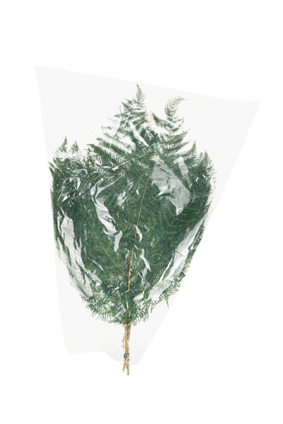 Frunze conservate de feriga H40-50 cm. verde deschis