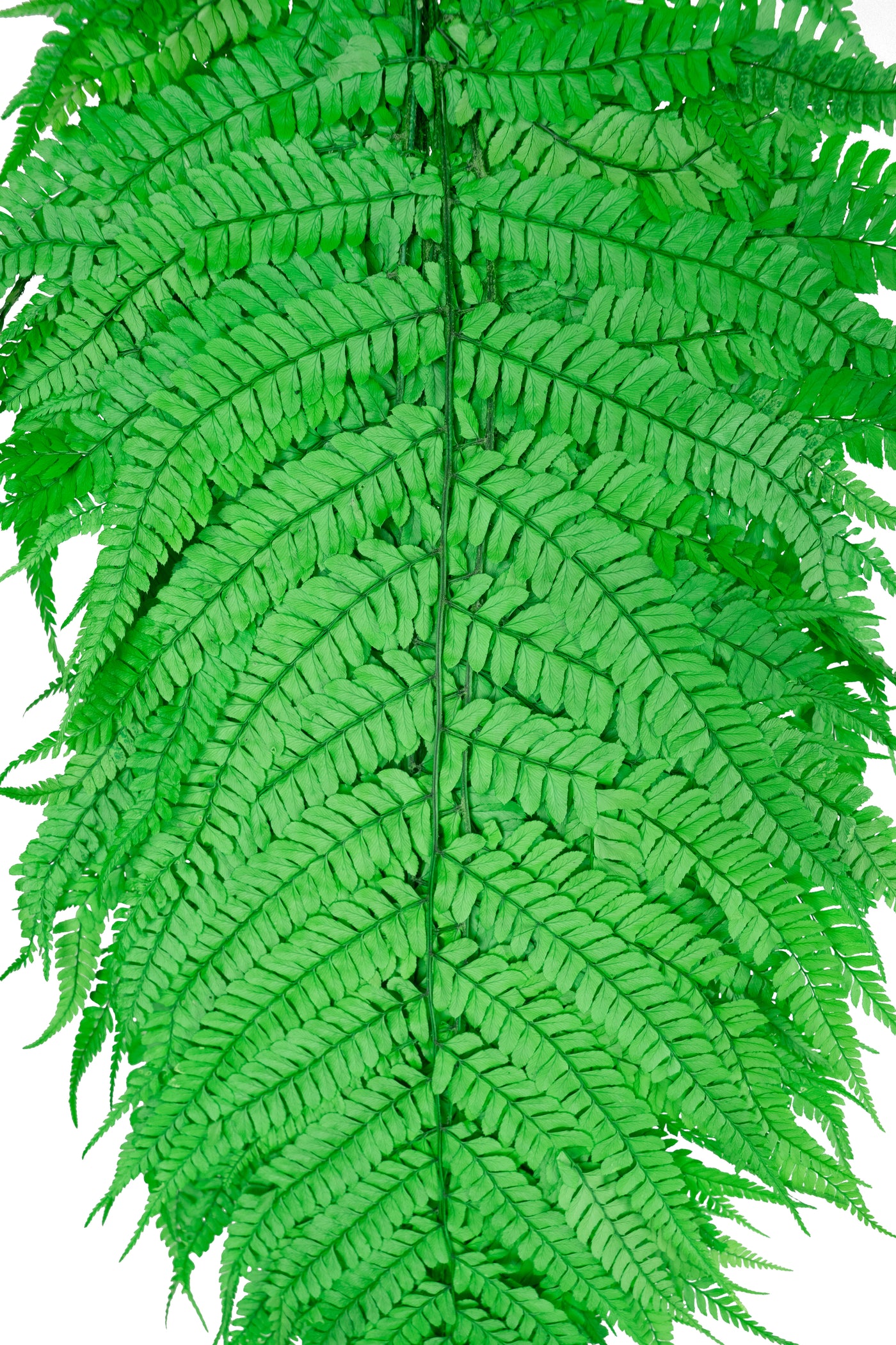 Feriga conservata H60-70 cm verde deschis