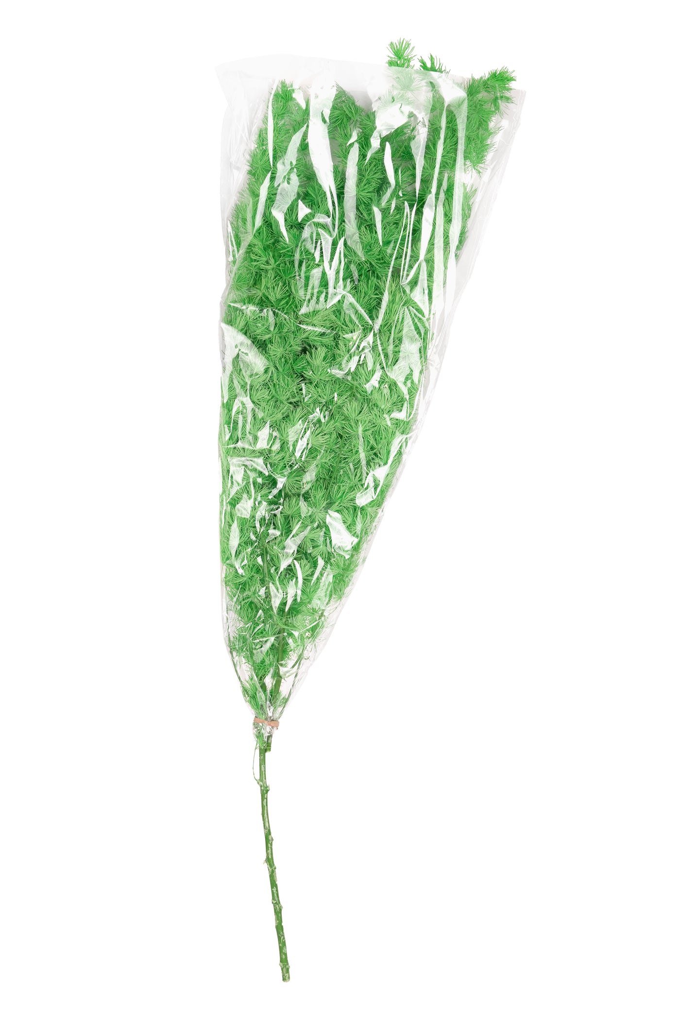 Crengute conservate Aralia ming H50-60 cm verde neon RR36