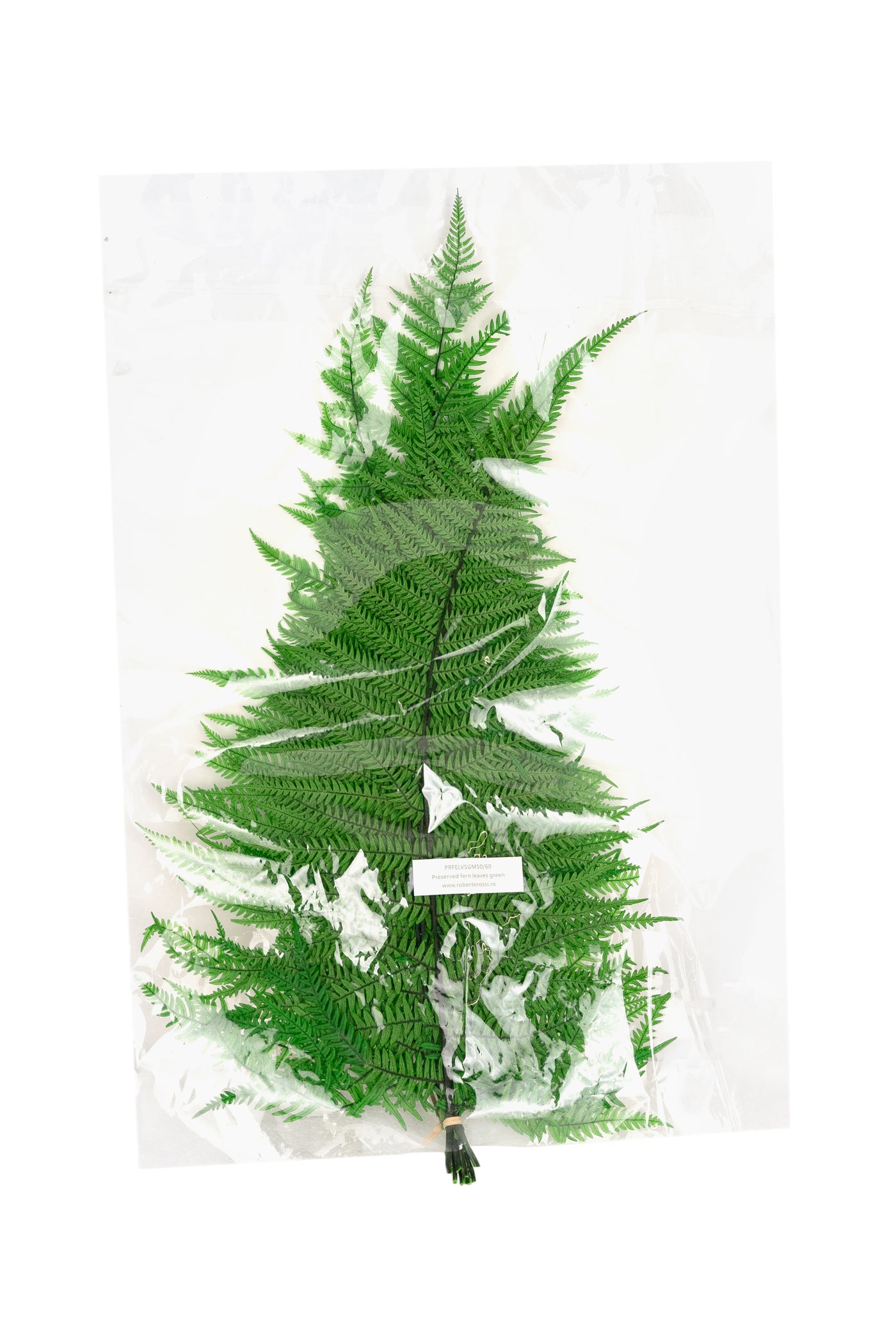 Feriga conservata H50-60 cm verde