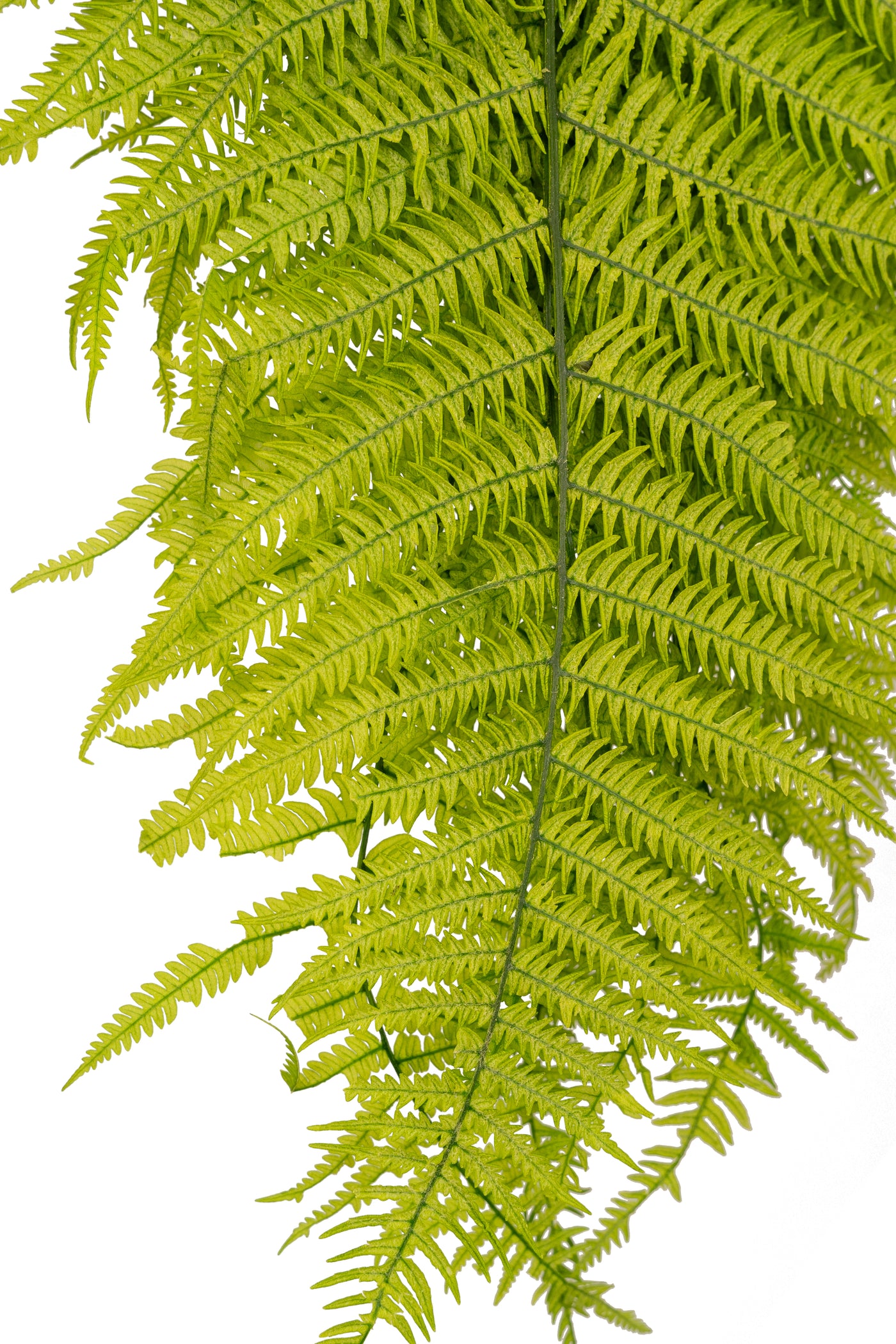 Feriga conservata H50-60 cm verde deschis