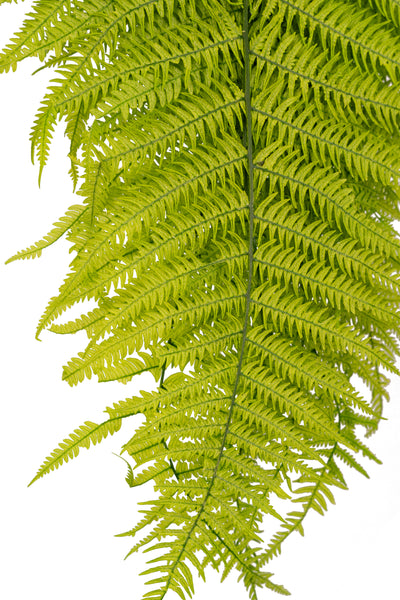 Feriga conservata H50-60 cm verde deschis
