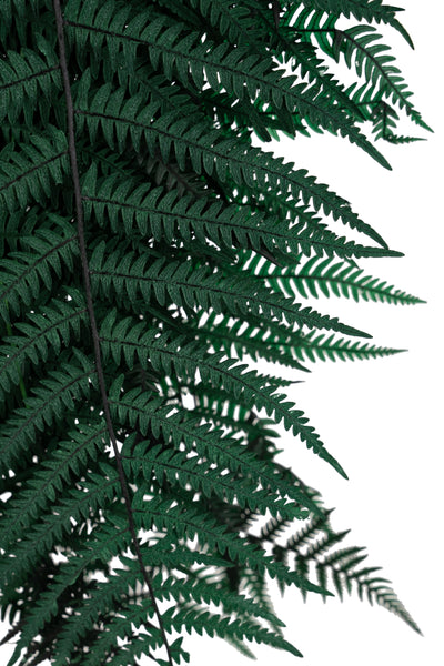 Feriga conservata H50-60 cm verde inchis