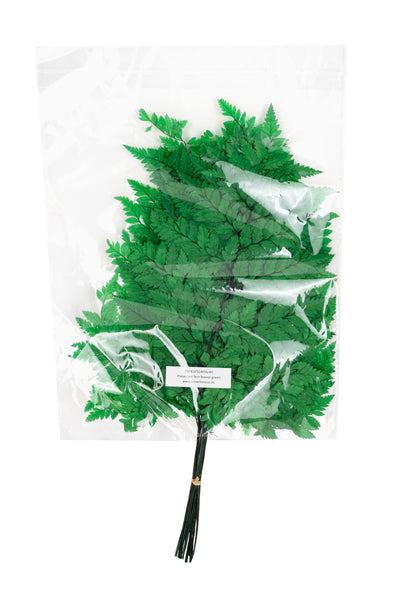 Feriga conservata H30-40 cm verde