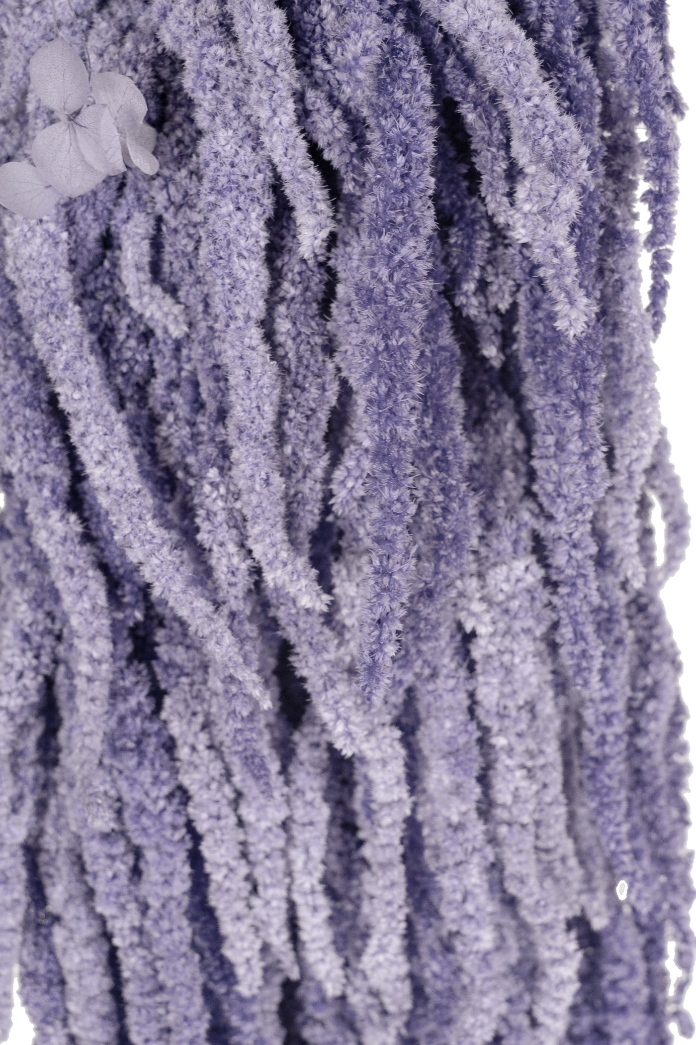 Crenguta conservata de Amaranthus H70-80 cm mov liliac