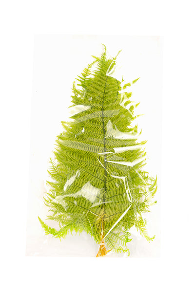 Feriga conservata H50-60 cm verde deschis