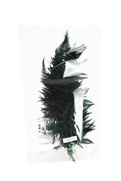 Feriga conservata H50-60 cm verde inchis