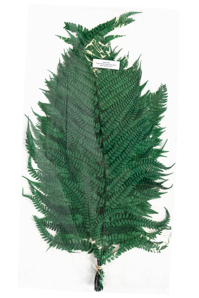 Feriga conservata H60-70 cm verde inchis