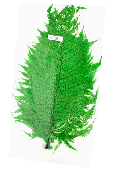 Feriga conservata H60-70 cm verde deschis