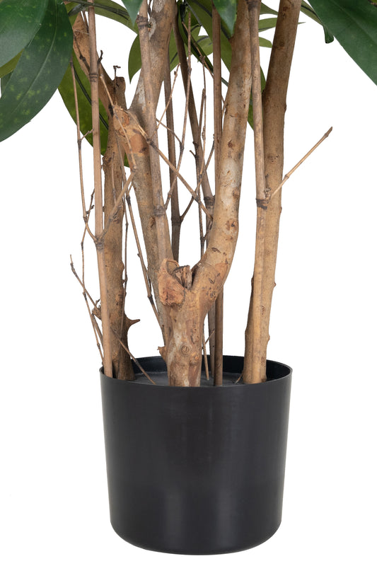 Dracaena artificiala surculosa H180 cm