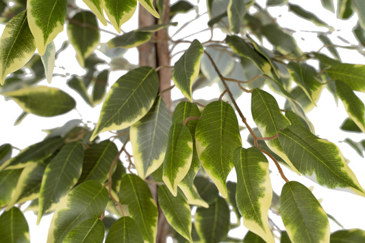 Copac artificial H180cm Ficus variegat cu 3 trunchiuri si 966 frunze verde cu alb