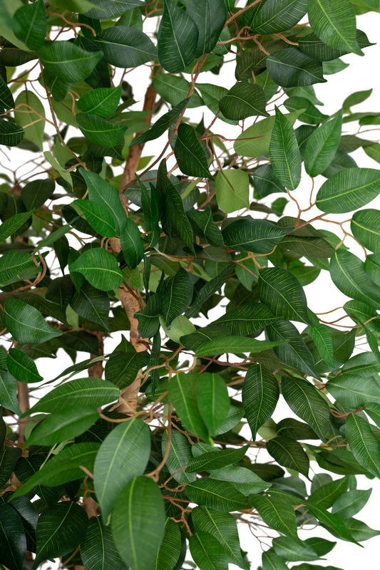 Copac artificial H270cm Ficus benjamina cu trunchiuri din lemn impletite cu 3108 frunze