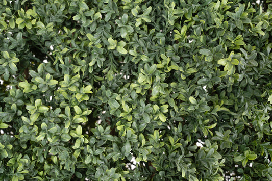 Gard artificial din Buxus H180cm cu lungime 90cm cu protectie UV