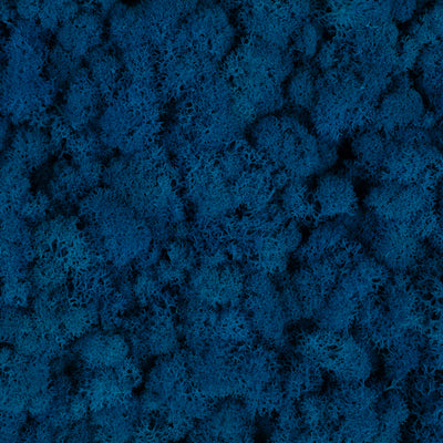 Licheni curatati si fara radacina conservati 500g NET, calitate ULTRA PREMIUM, albastru clasic inchis RR15D