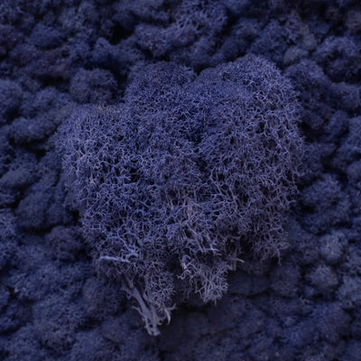Licheni curatati si fara radacina conservati 500g NET, calitate ULTRA PREMIUM, albastru violet RR18