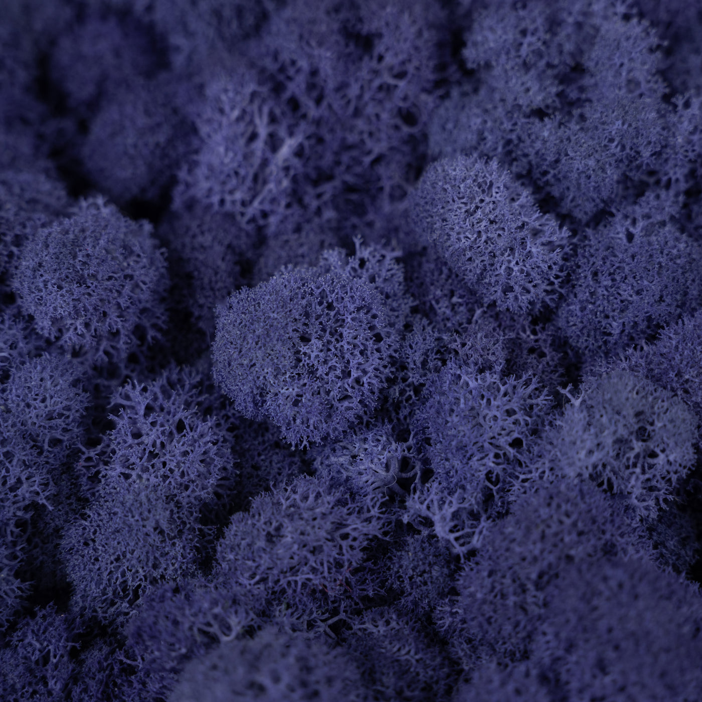Licheni curatati si fara radacina conservati 500g NET, calitate ULTRA PREMIUM, albastru violet RR18
