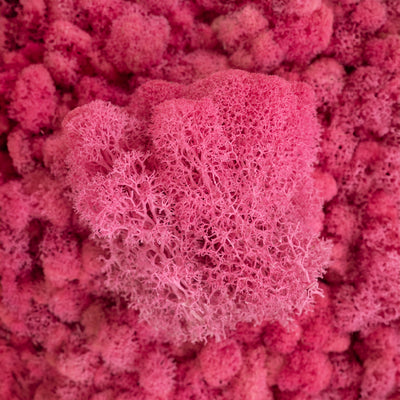 Licheni curatati si fara radacina conservati 500g NET, calitate ULTRA PREMIUM, roz barbie RR49