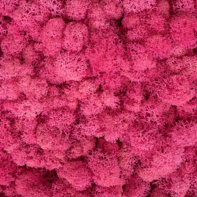 Licheni curatati si fara radacina conservati 500g NET, calitate ULTRA PREMIUM, roz barbie RR49
