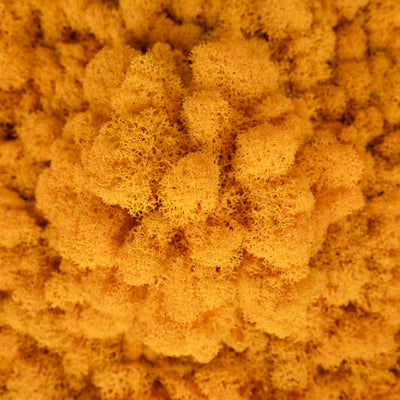 Licheni conservati 500g, galben intens RR08