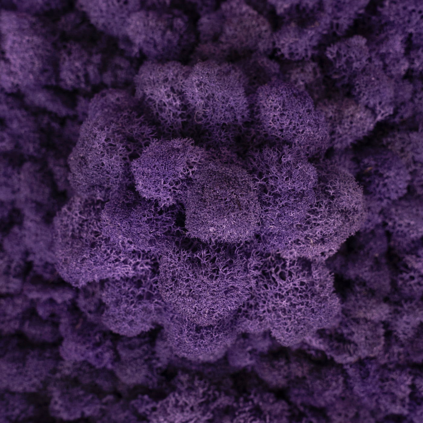 Licheni conservati 500g, mov purpuriu RR17