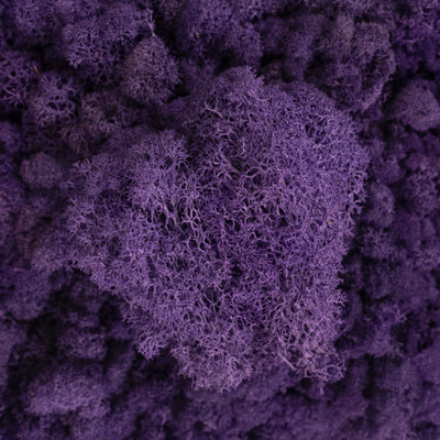 Licheni conservati 500g, mov purpuriu RR17