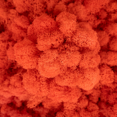 Licheni curatati si fara radacina conservati 500g NET, calitate ULTRA PREMIUM, rosu lobster RR42