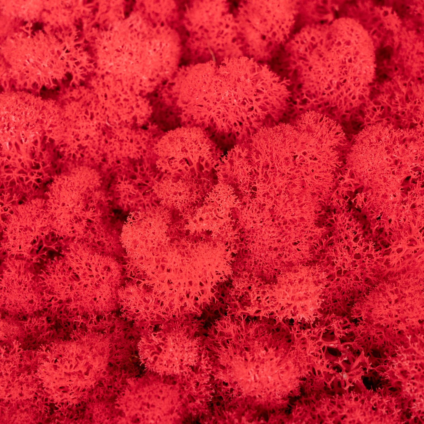 Licheni curatati si fara radacina conservati 500g NET, calitate ULTRA PREMIUM, rosu watermelon RR40