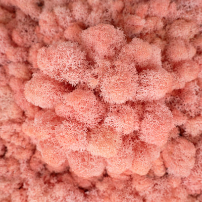 Licheni curatati si fara radacina conservati 500g NET, calitate ULTRA PREMIUM, roz RR27