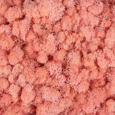 Licheni curatati si fara radacina conservati 500g NET, calitate ULTRA PREMIUM, roz RR27