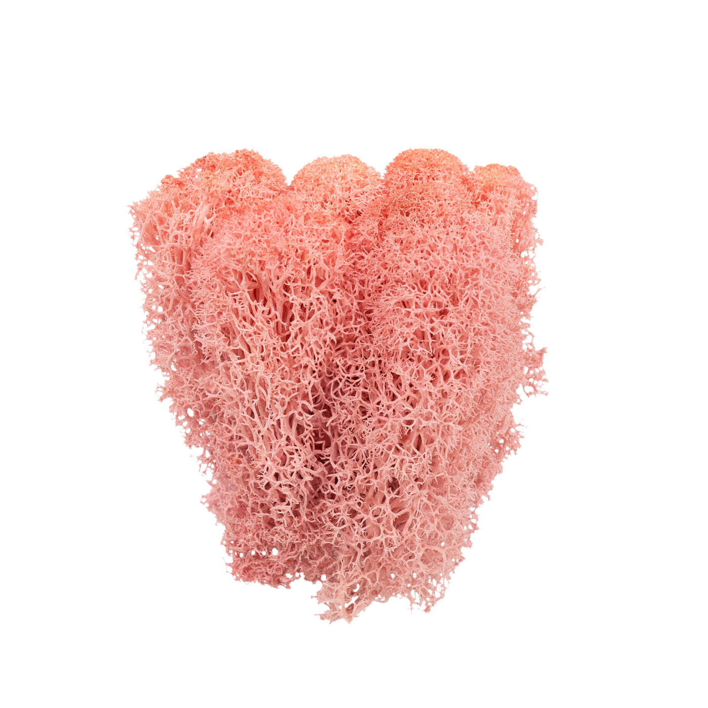 Licheni conservati 500g, roz RR27