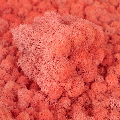 Licheni curatati si fara radacina conservati 500g NET, calitate ULTRA PREMIUM, roz corai RR32