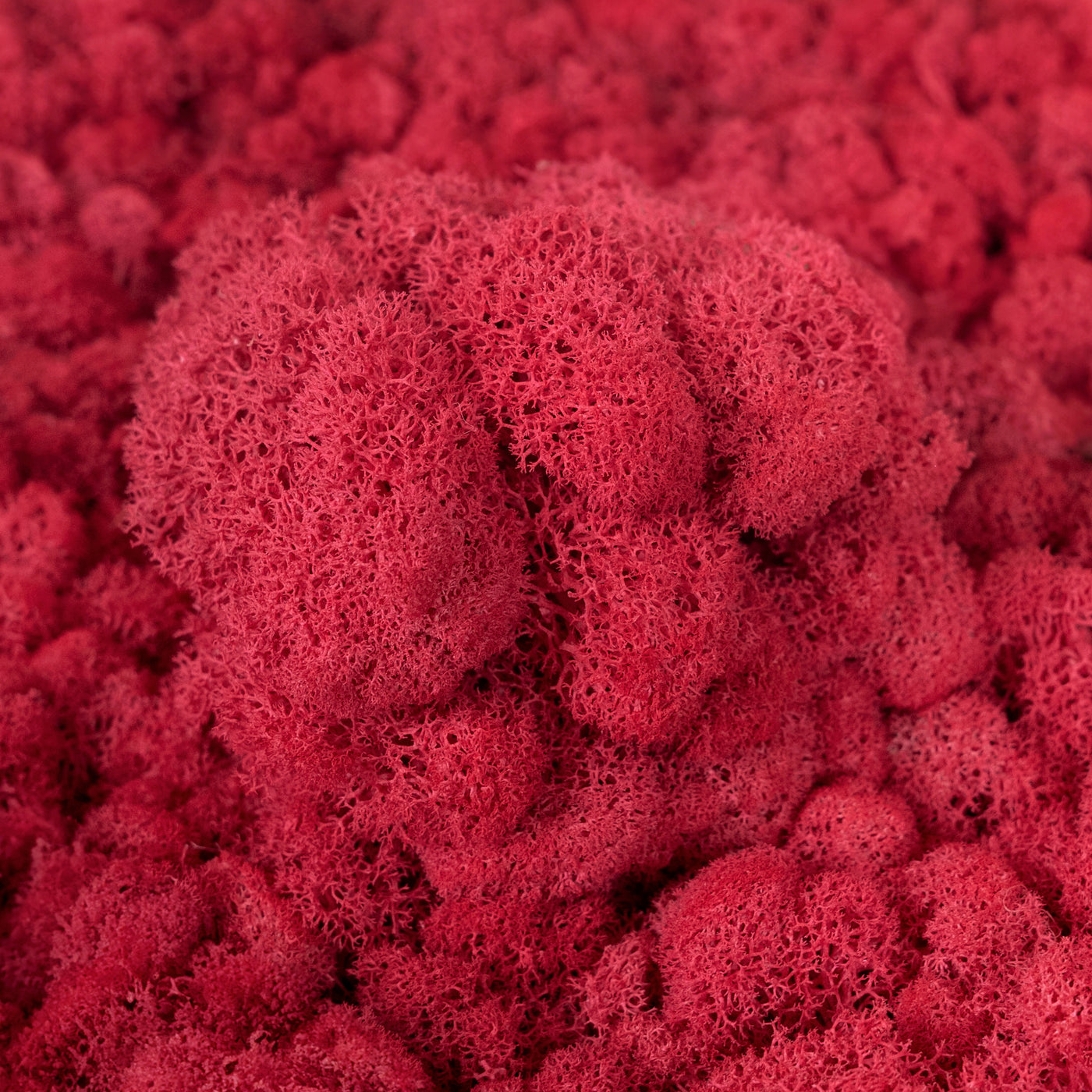 Licheni curatati si fara radacina conservati 500g NET, calitate ULTRA PREMIUM, roz corai inchis RR30