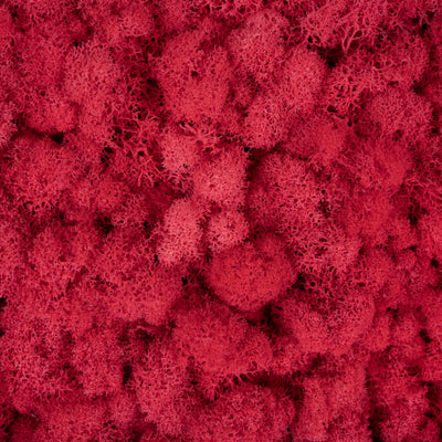Licheni conservati 500g, roz corai inchis RR30