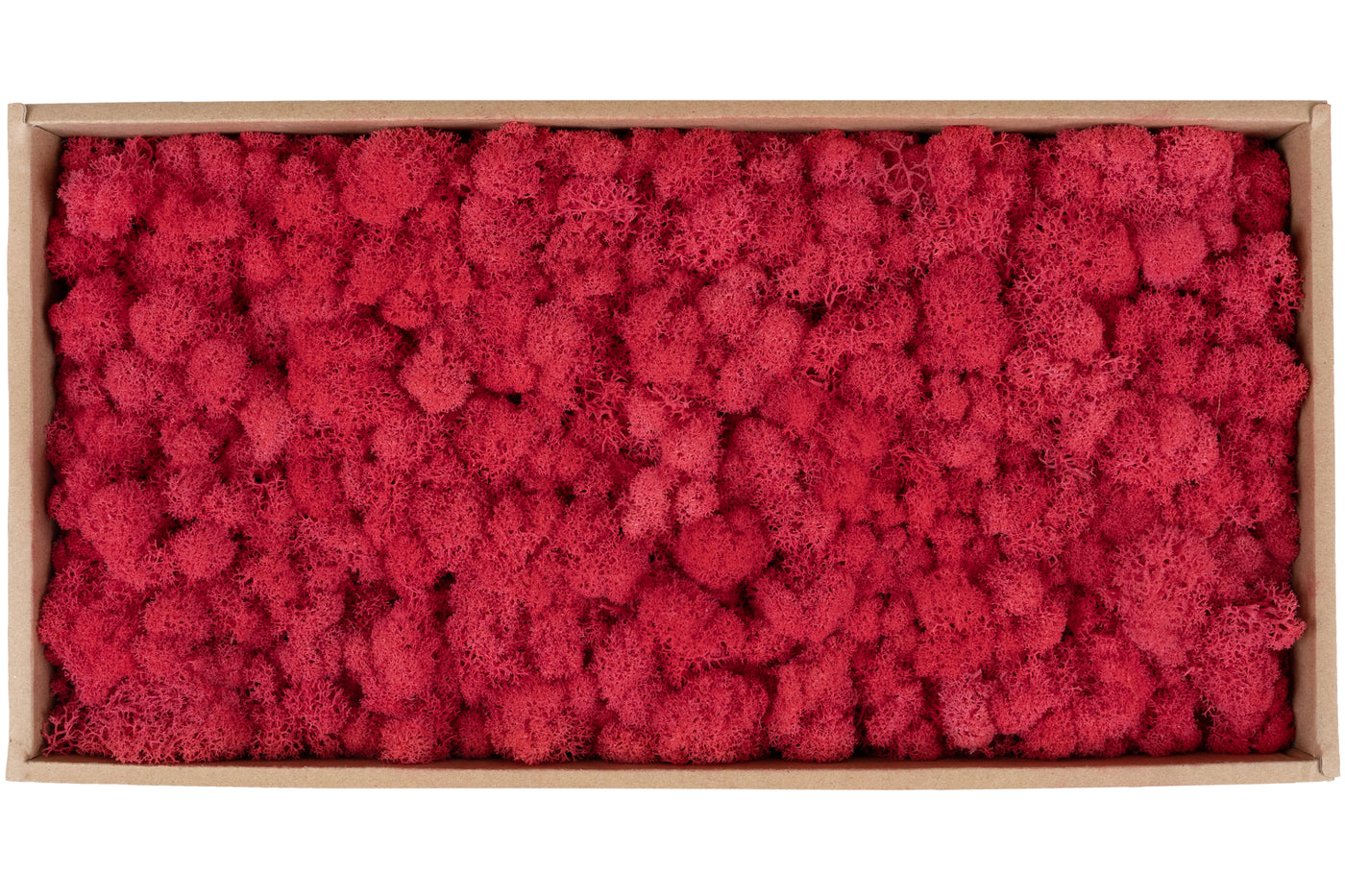 Licheni conservati 500g, roz corai inchis RR30