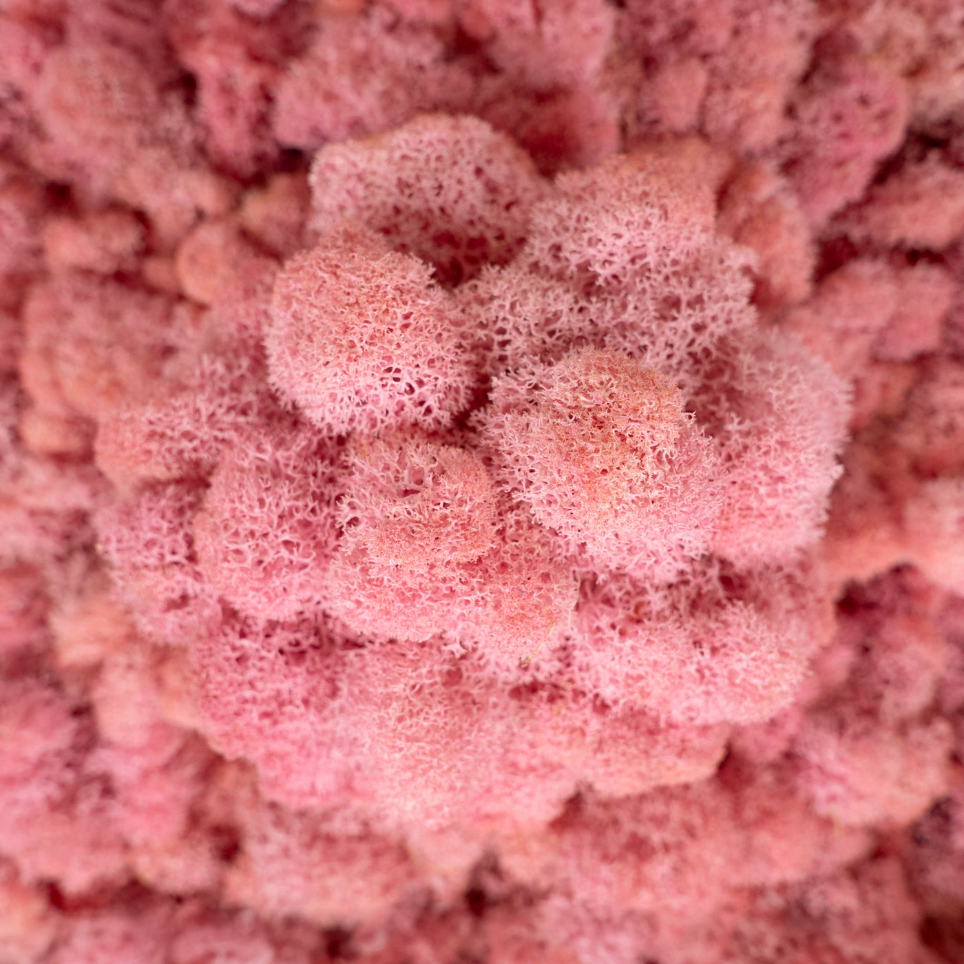 Licheni curatati si fara radacina conservati 500g NET, calitate ULTRA PREMIUM, roz deschis RR21