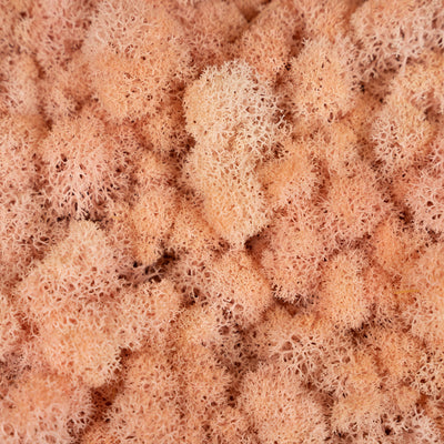 Licheni conservati 500g, roz persica RR31P