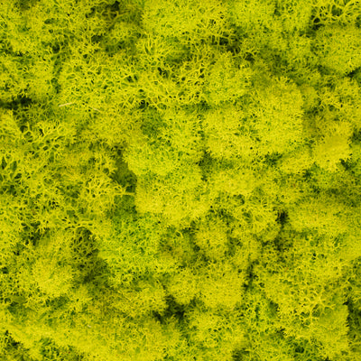 Licheni curatati si fara radacina conservati 500g NET, calitate ULTRA PREMIUM, verde bitter lemon RR38
