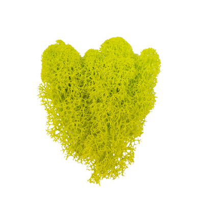 Licheni curatati si fara radacina conservati 500g NET, calitate ULTRA PREMIUM, verde bitter lemon RR38