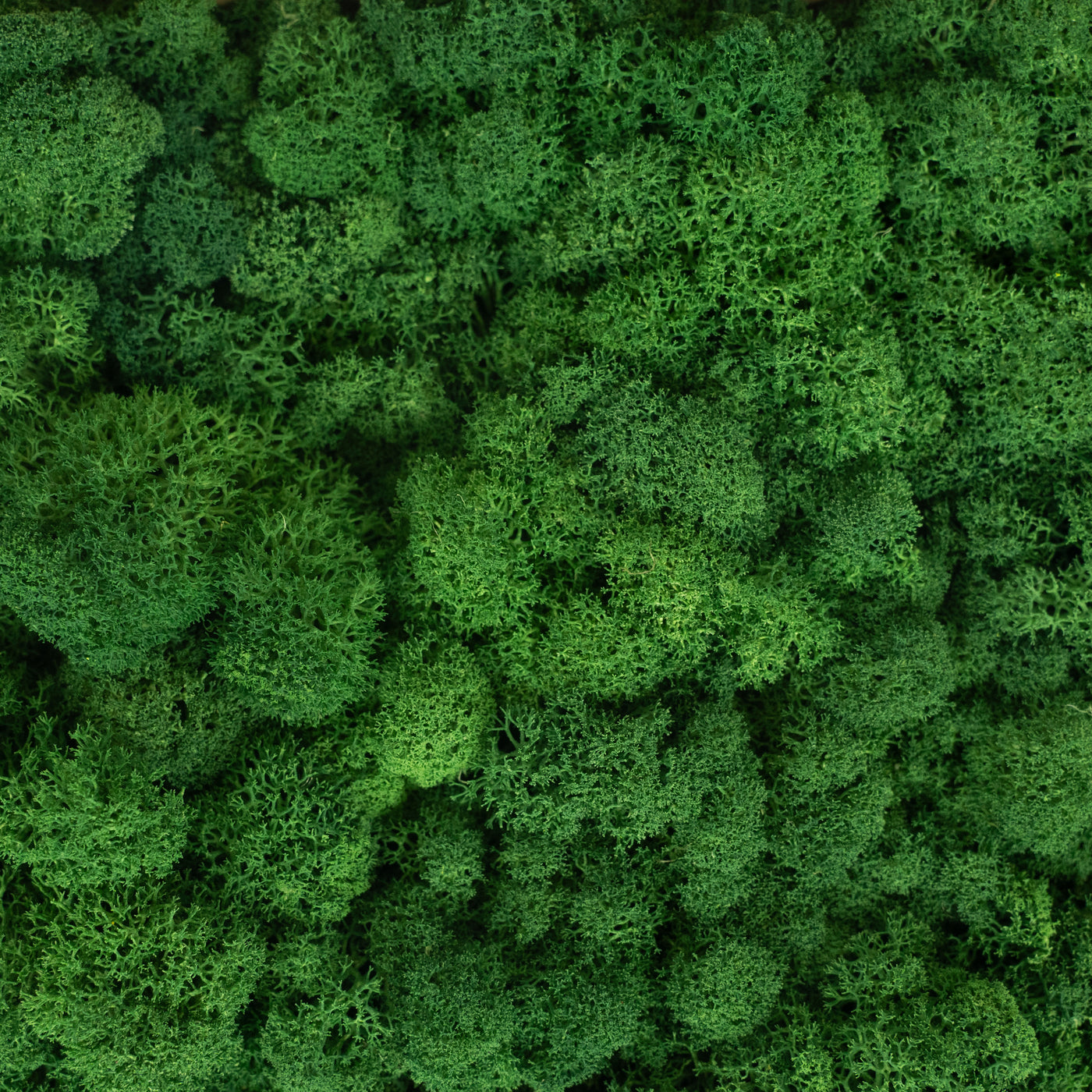 Licheni curatati si fara radacina conservati 500g NET, calitate ULTRA PREMIUM, verde broccoli RR37