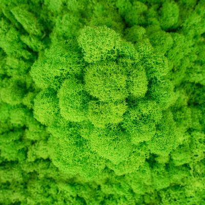 Licheni conservati 500g, verde intens RR03