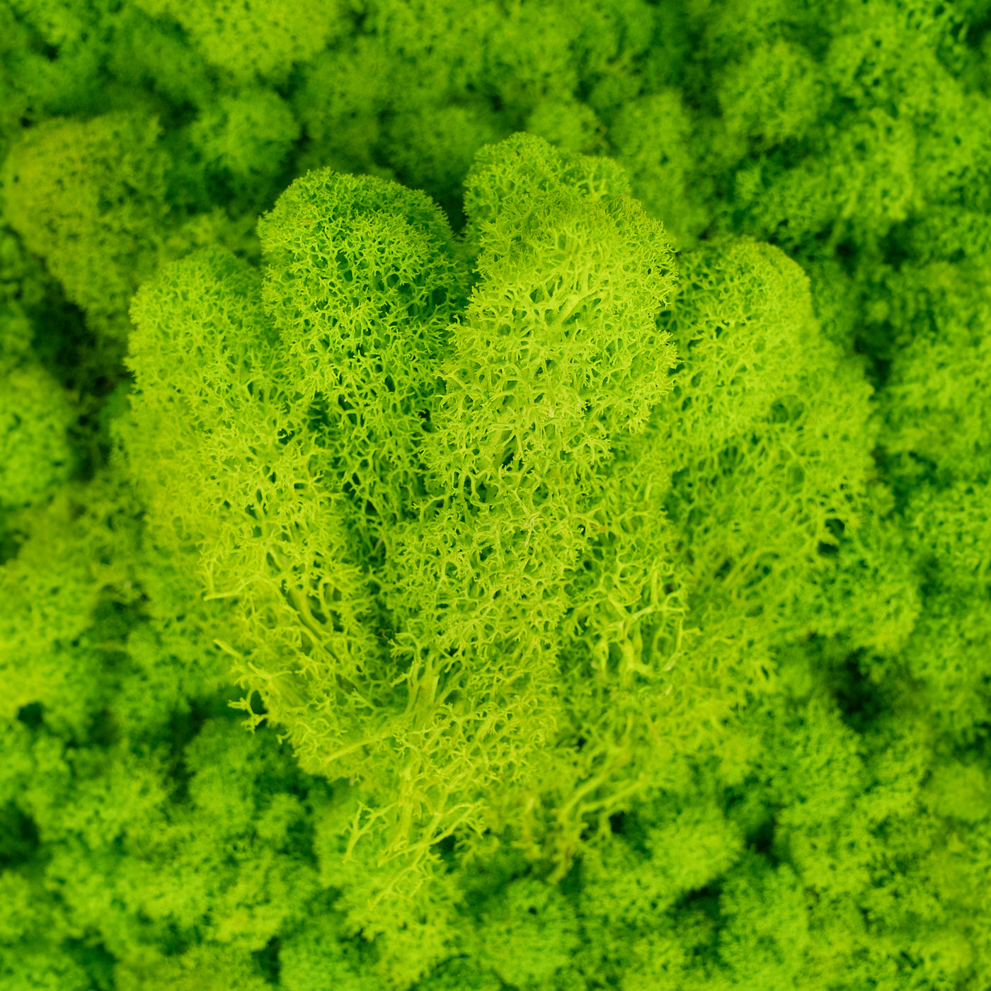 Licheni conservati 500g, verde neon RR34