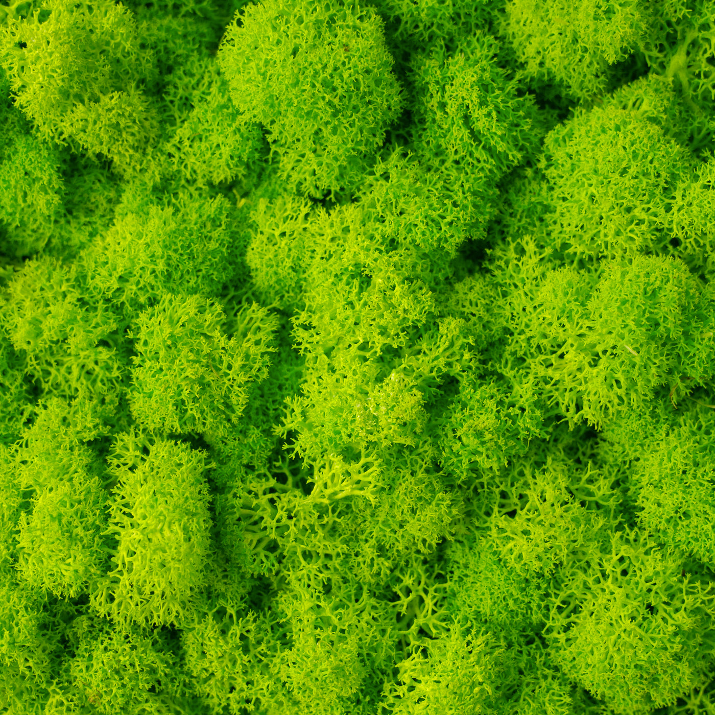 Licheni conservati 500g, verde neon RR34